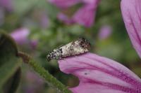 Eucosma lugubrana