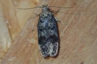 Gelechia scotinella