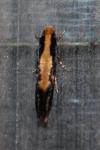 Monopis obviella