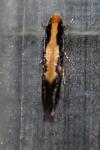 Monopis obviella