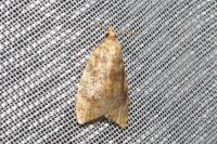 Aleimma loeflingiana