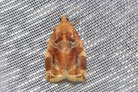 Archips xylosteana