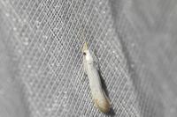 Coleophora
