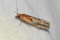 Eucosma