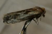 Eucosma cana
