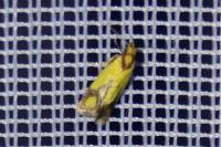 Agapeta zoegana