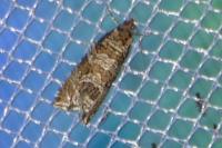 Celypha rivulana