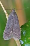 Anacampsis