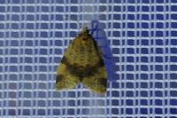 Epagoge grotiana