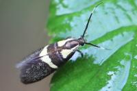 Dasycera oliviella