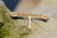 Marasmarcha lunaedactyla