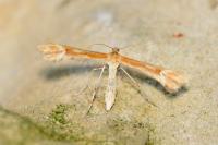 Marasmarcha lunaedactyla