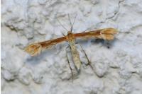 Marasmarcha lunaedactyla