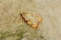 Acleris bergmanniana