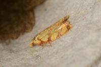 Acleris bergmanniana