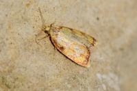 Acleris bergmanniana