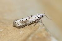 Yponomeuta irrorella