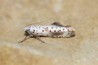 Yponomeuta irrorella