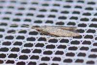 Coleophora