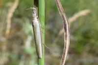 Pleurota aristella