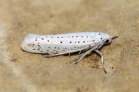 Yponomeuta evonymella