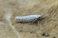 Yponomeuta evonymella