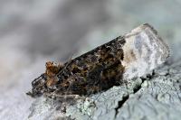 Apotomis betuletana