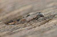 Epermenia aequidentella