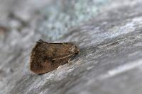 Heterogenea asella