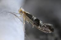 Argyresthia glaucinella