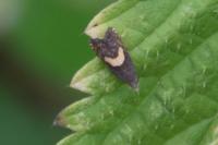 Dichrorampha petiverella