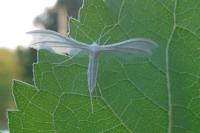 Pterophorus pentadactylus