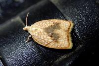 Acleris forsskaleana