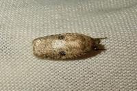 Agonopterix propinquella
