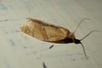 Clepsis consimilana