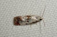 Neocochylis hybridella