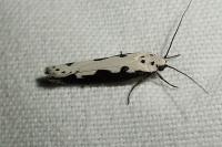 Ethmia bipunctella