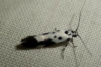Ethmia quadrillella