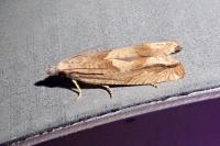 Eucosma conterminana
