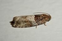 Gypsonoma aceriana