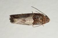 Gypsonoma aceriana
