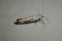 Yponomeuta irrorella