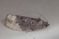Hedya nubiferana