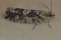 Zeiraphera isertana
