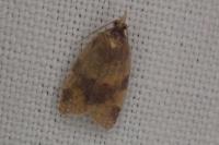Epagoge grotiana