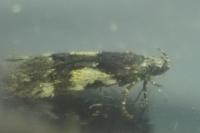 Teleiodes luculella