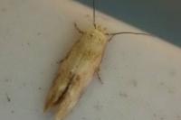 Mompha epilobiella