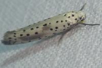 Yponomeuta irrorella