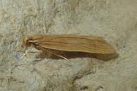 Helcystogramma rufescens