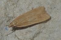 Helcystogramma rufescens